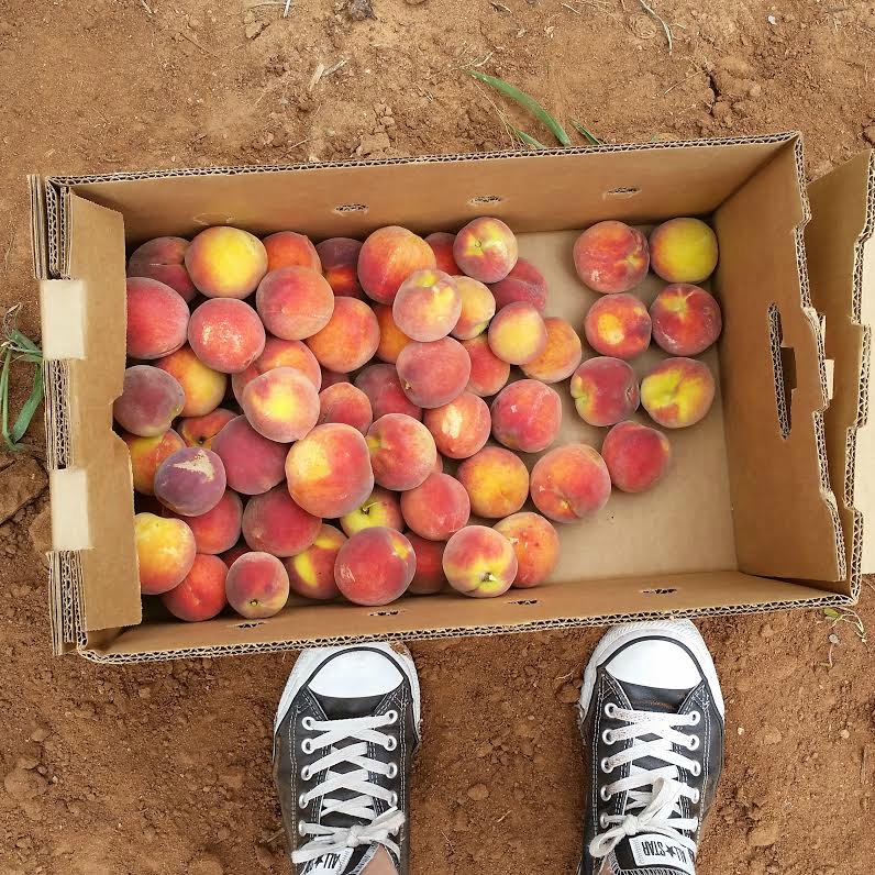 peach-picking-sweetlifebake