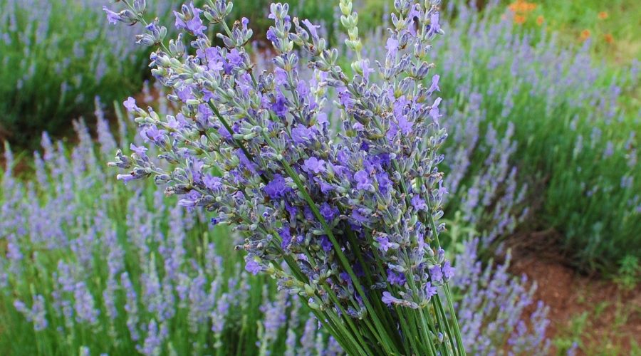 lavender-festival-020