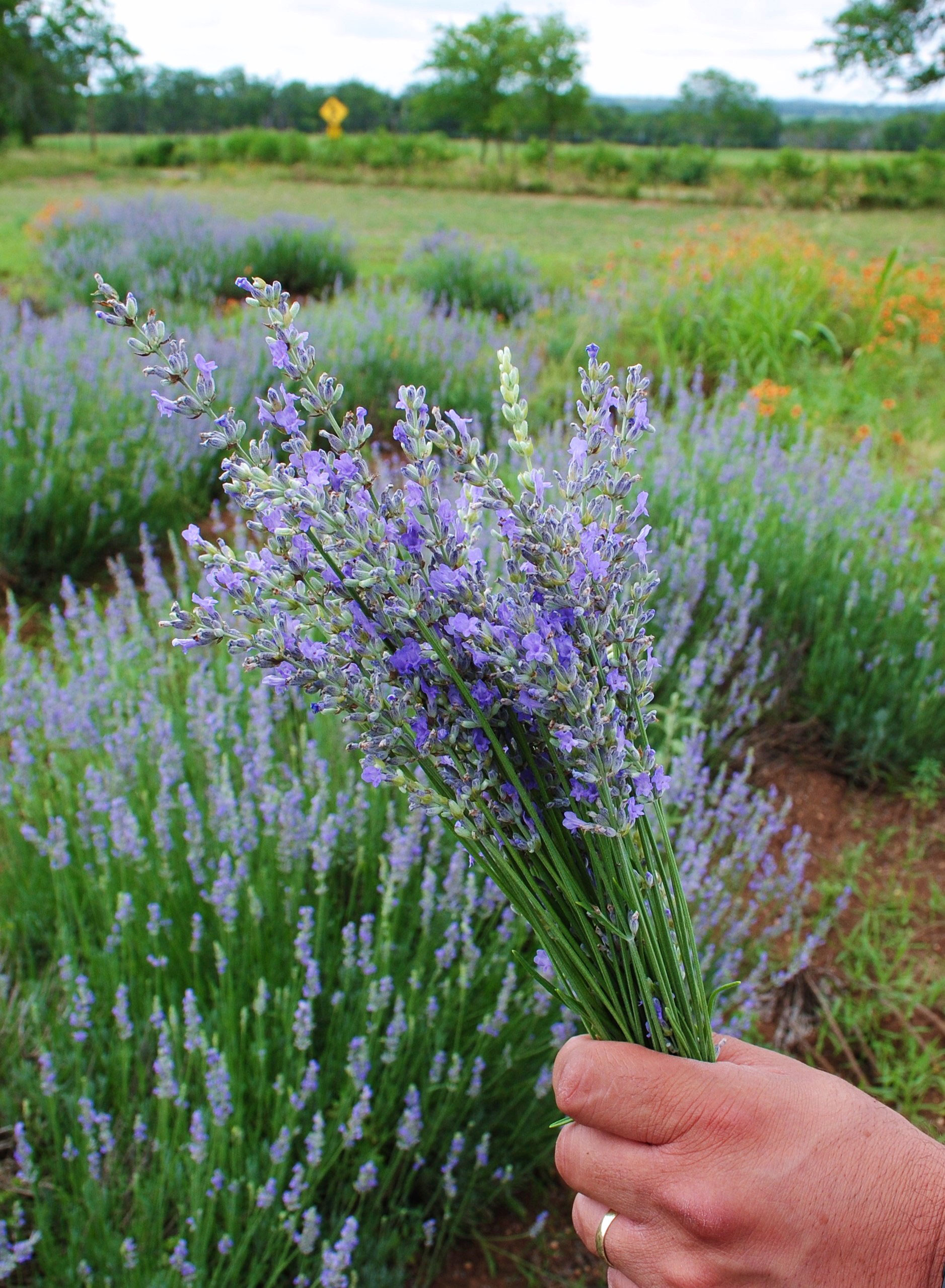 lavender-festival-020